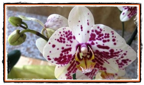 Floarea de orhidee